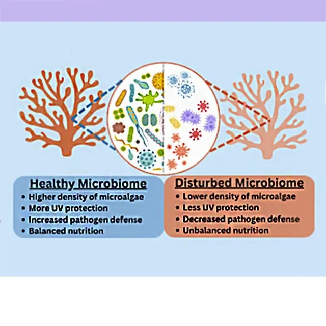 thumbnail for publication: The Coral Holobiont: A Brief Overview of Corals and Their Microbiome